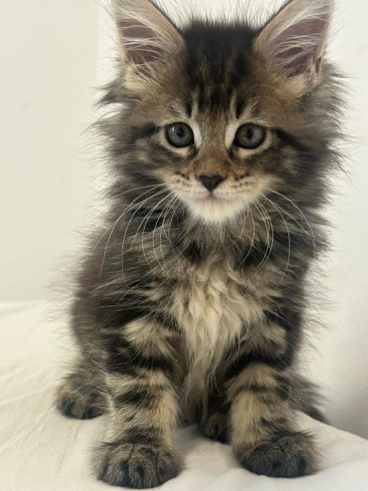 Gatinha tobby  para reprodução