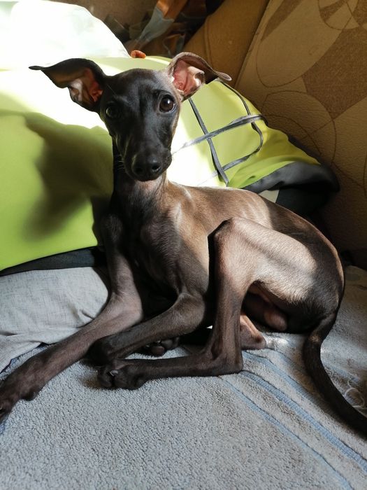 Левретка. Вязка Кобель