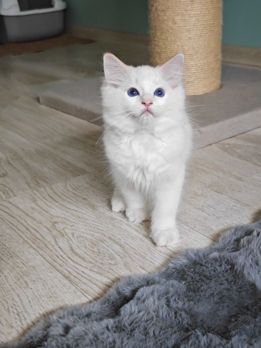 Ragdoll przepiękny rudy kocurek , rodowód FPL