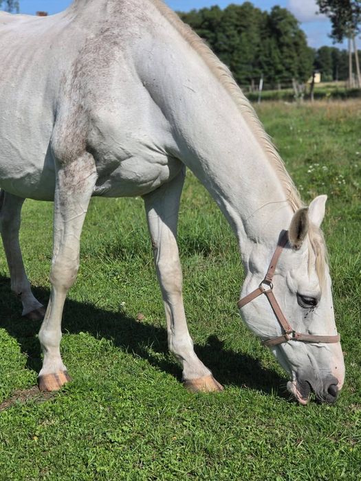 Jasna do darmowej adopcji