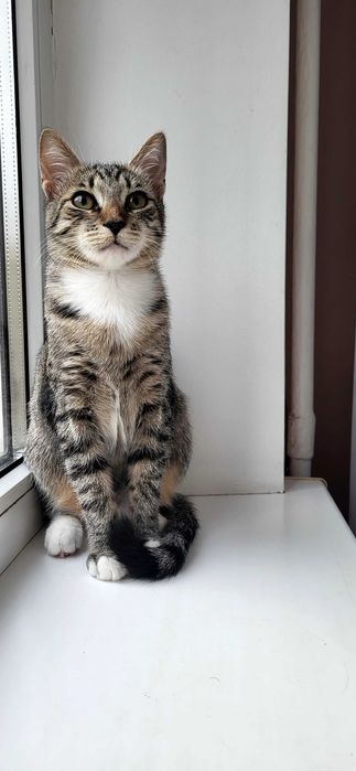 Віддам в ДОБРІ РУКИ котенятко