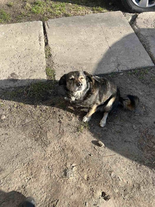 Шукаємо  загублену собаку