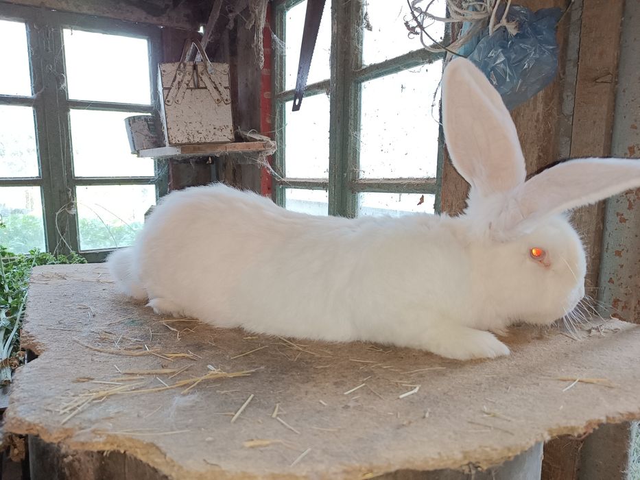 Дорослі кролі фландер