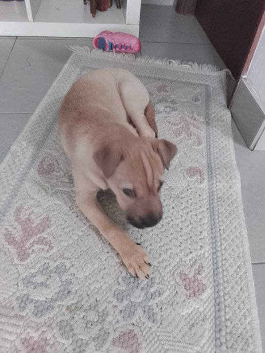 Cadelinha com 4 meses