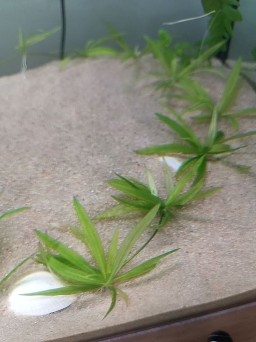 Plantas para aquário - 0,50€ por pé