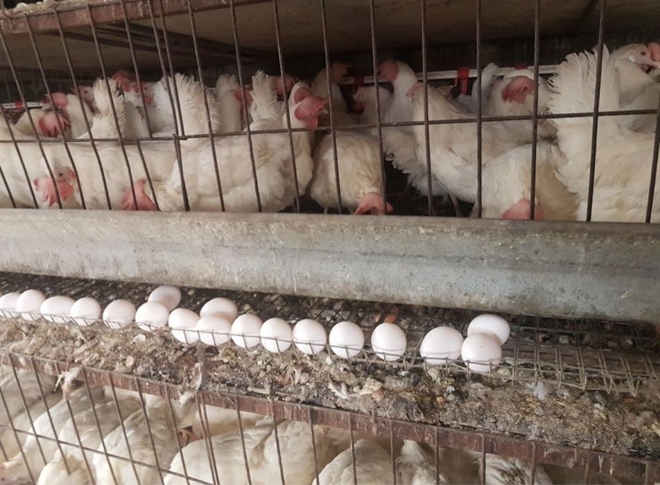 куры Легорн, ломан вайт