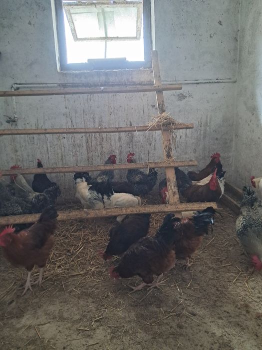 Sprzedam koguty tegoroczne z wolnego wybiegu