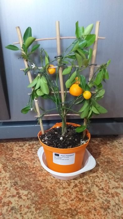 Плодоносящий цитрус Каламондин с плодами. .