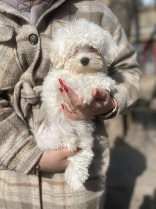 Девочка мальтийская болонка