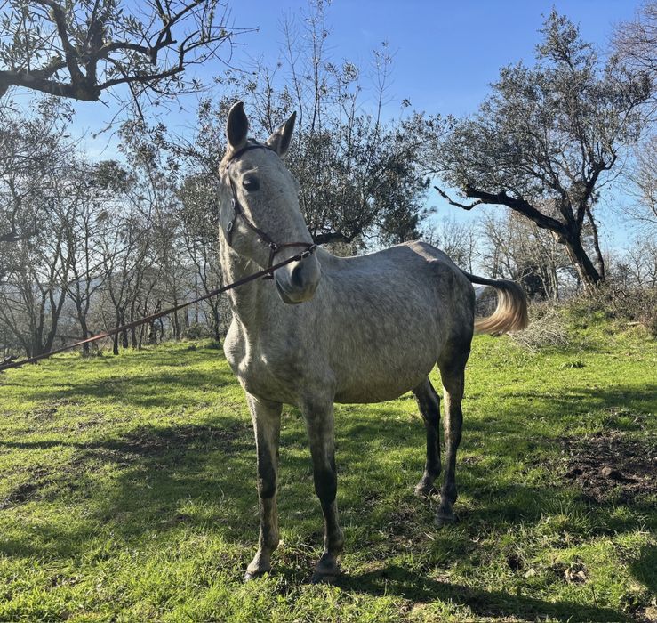 Egua PSL  Cheia do Jasmim Plus