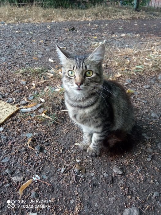 Рися проситься в сім'ю