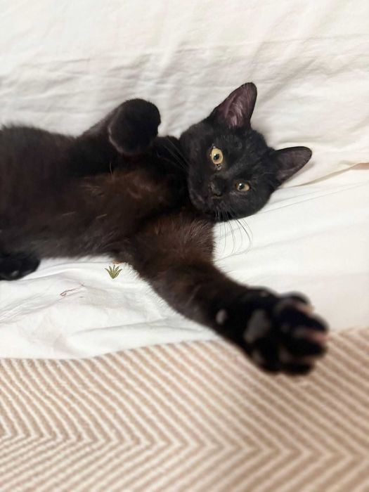 4-miesięczna Luna szuka odpowiedzialnego domu