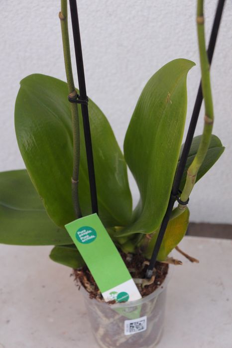 Орхідея фаленопсис темно-малинова