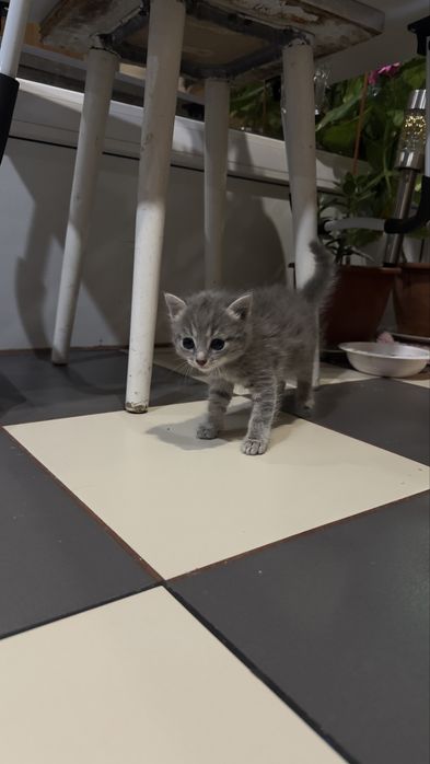 Кошенятко Шукає родину ,милий хлопчик