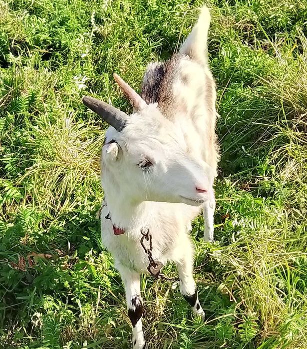Продається  коза