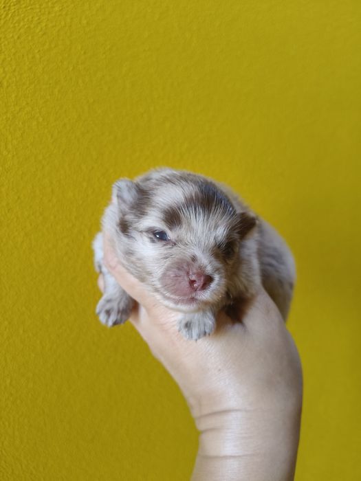 Spitz alemão Red Merle