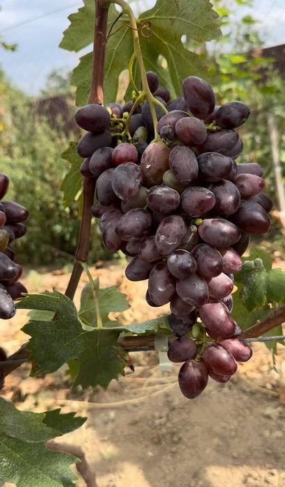 Саджанці винограду