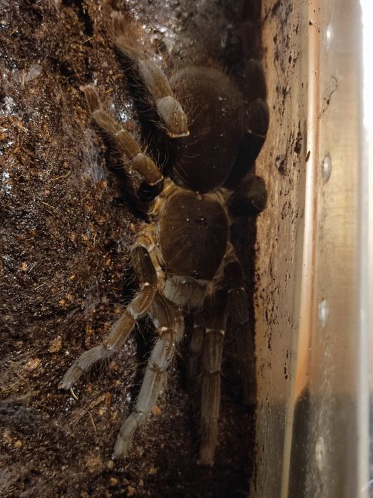 Hysterocrates gigas.dorosła samica