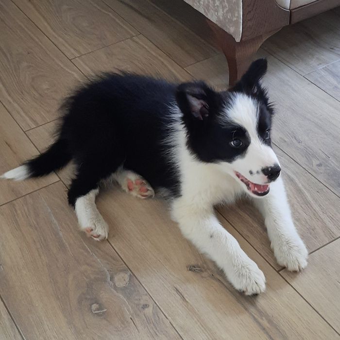 Border Collie piesek