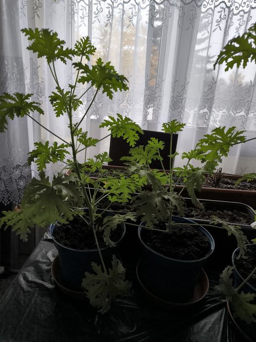 Anginka geranium kwiat