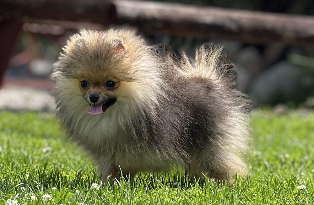 Suczka pomeranian malutka