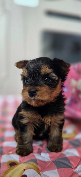 Yorkshire Terrier malutki piesek rodzice Champion