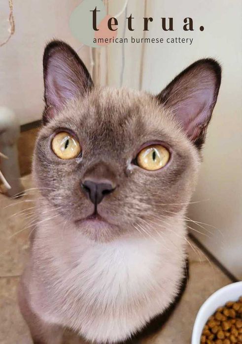 Очень коммуникабельный мальчик американской бурмы!