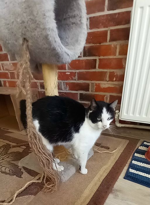 Kocurek Kubuś szuka domu