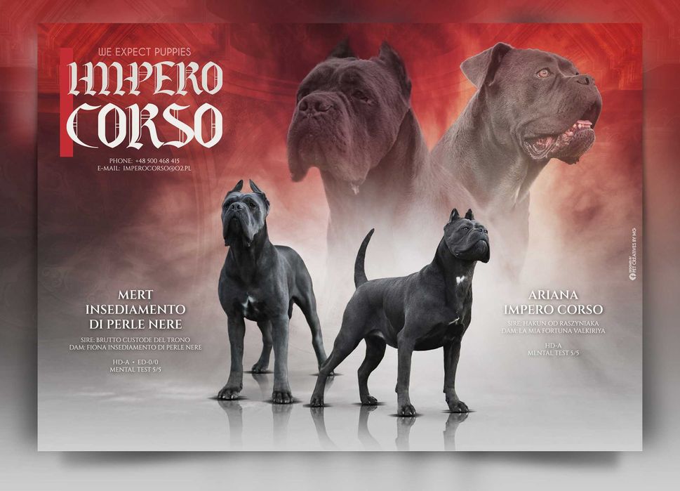 Cane Corso szczeniak  ZKwP (FCI)