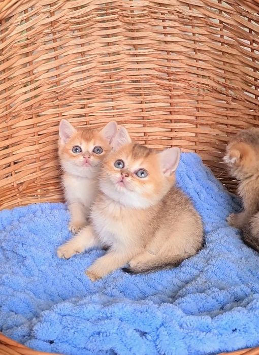 Золотая молодёжь Девочка и Мальчик