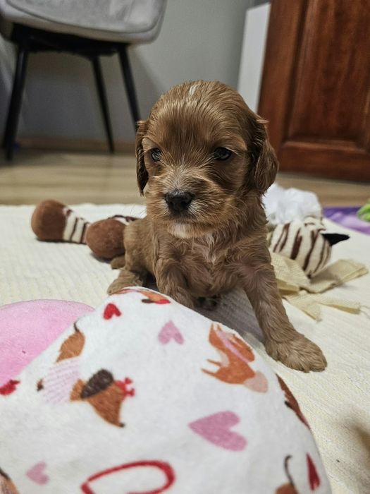 Cockapoo maluszki