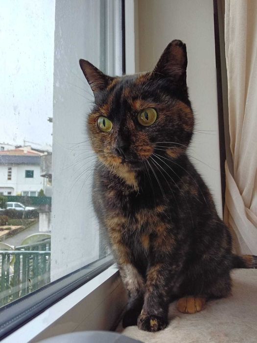 ESTERILIZADA | Gata adulta disponível para adoção responsável
