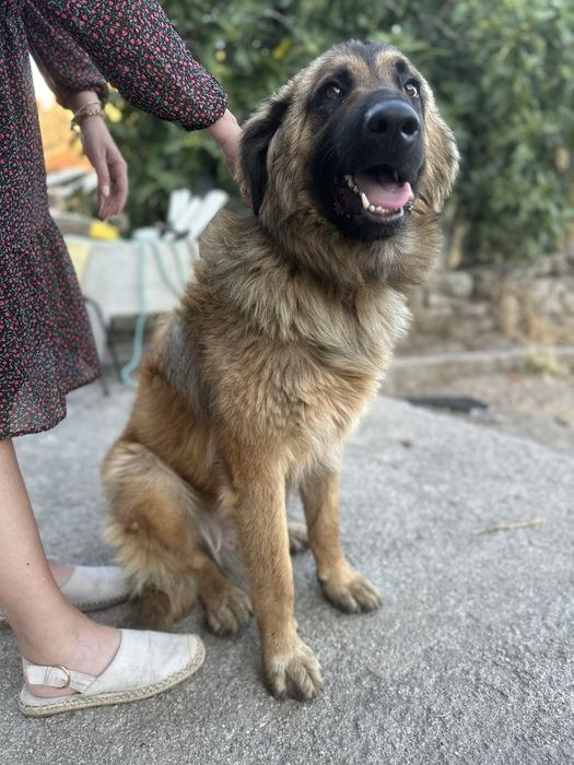 Cão Serra da Estrela para Adoção Responsável