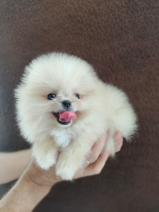 Шпиц девочка Днепр