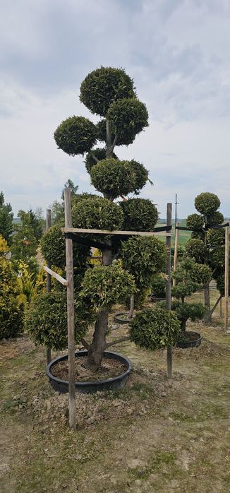 Bonsai eurospicata 350cm wysokości