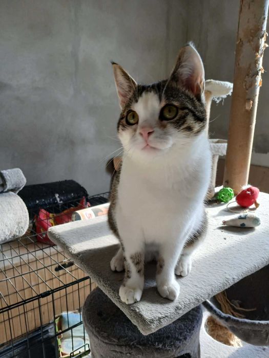 Larry młody kocurek do adopcji