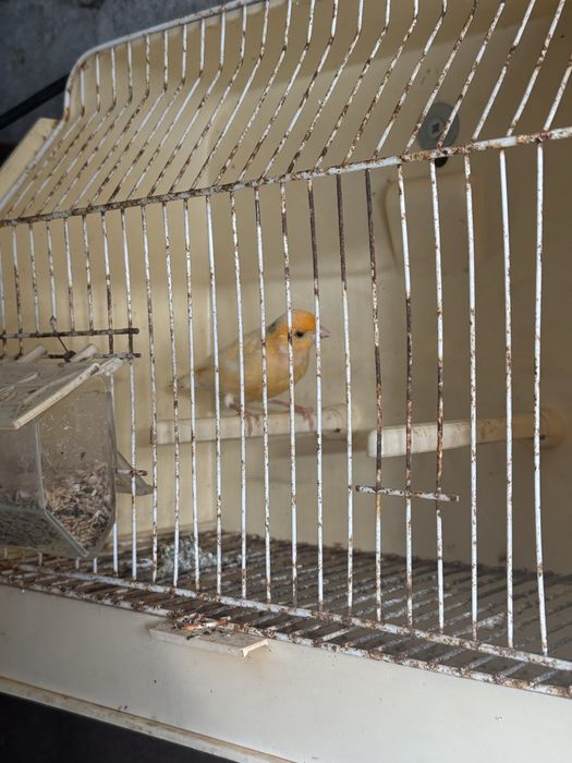 vendo ou troco casal de canarios