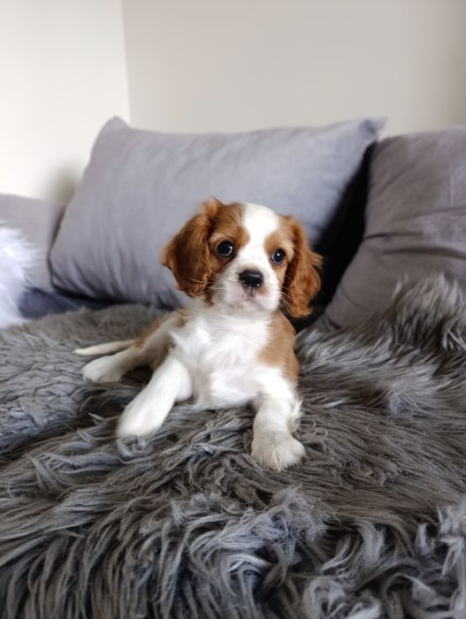 Cavalier  piesek