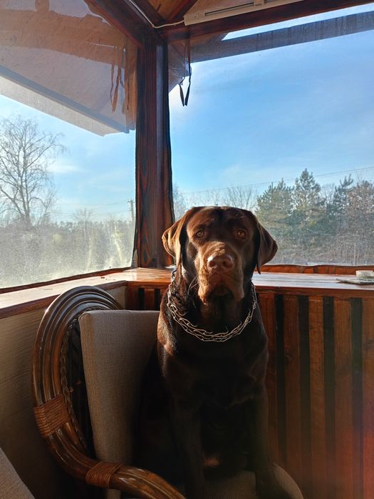 Лабрадор в'язка.