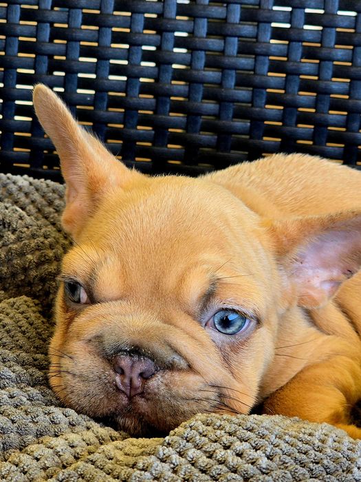 Bulldog francês Macho , olhos Brilhantes