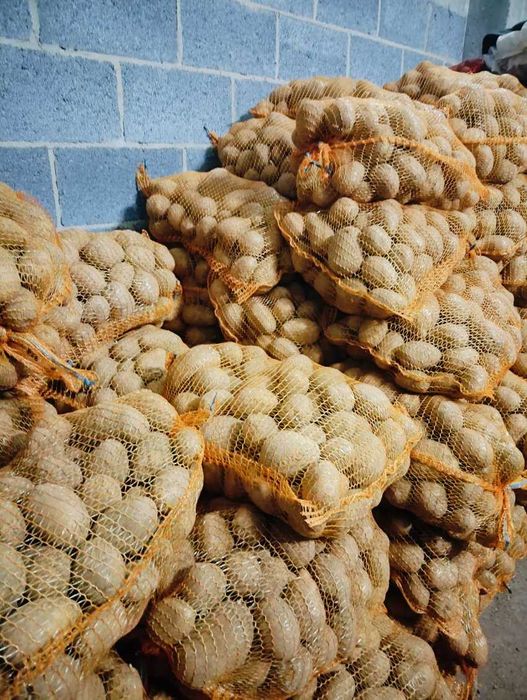 Ziemniaki jadalne Soraya i Baltic Rose