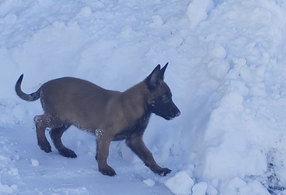 Малинуа. Бельгийская овчарка.