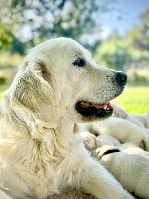Piesek golden retriever rezerwacja