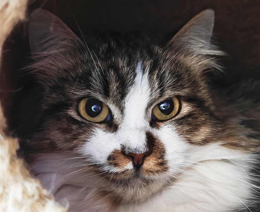 Шукаємо найкращу родину для кішечки Лаві.1,5 роки.Стерилізована.Кішка