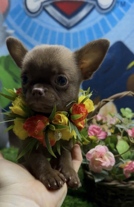 Супер малышка для супер мамы