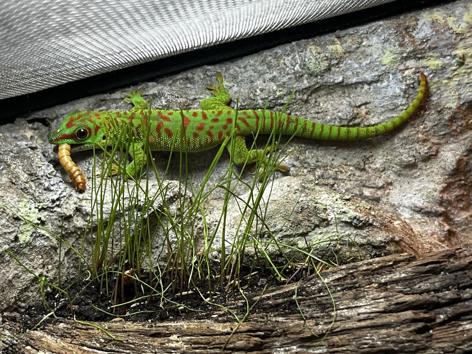 Jaszczurki madagaskarskie