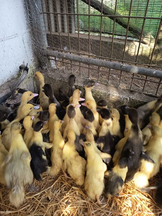 Patos mudos pequenos