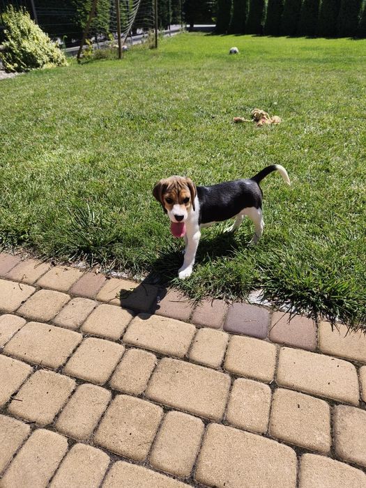 Piesek Beagle gotowy do odbioru