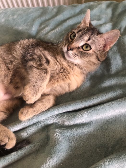 Виховане кошеня безкоштовно