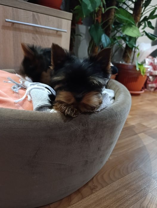 Мініатюрний хлопчик